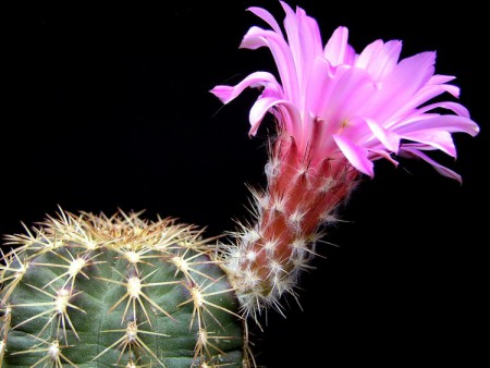 Echinocereus pulchellus var. weinbergii (Weing.) N. P. Taylor, Kew Mag., 2: 272, 1985